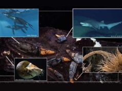 Studio guidato da Unimore fa luce su come comunità di organismi prosperavano sui resti dei rettili marini del Giurassico