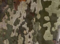 Epidemia di cancro colorato, a Modena 16 platani a rischio caduta