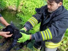 Cane bloccato in un canale di scolo delle acque piovane, recuperato dai pompieri a Bibbiano