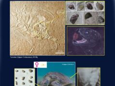 Le tartarughe marine mangiano pietre? Sì, e lo fanno dal Cretaceo