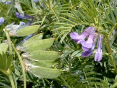 Giornata internazionale della diversità biologica: a Poiano, 24 maggio iniziativa di Carabinieri forestali