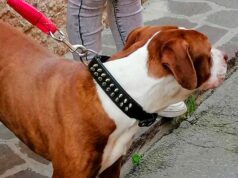 Amstaff sequestrato a Nonantola dall’Oipa. Era custodito in un negozio abbandonato in uno scenario da incubo