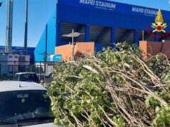 Reggio Emilia, albero caduto su cinque autovetture in zona stadio: nessun ferito
