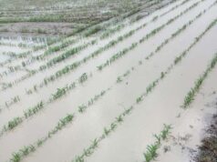Maltempo, Coldiretti: campagne allagate, semine in pericolo