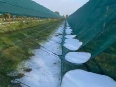 Abbondante grandinata ieri sera nelle campagne di Bomporto