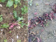 Nutrie, Coldiretti: “Agricoltura sotto attacco”