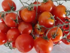 L’AUSL Modena in merito ai malesseri insorti dopo il consumo dei pomodorini del progetto “Frutta e verdura nelle scuole”