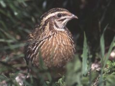Il sindaco di Sala Bolognese scrive all’Oipa: “Annullata la gara con sparo sulle quaglie”