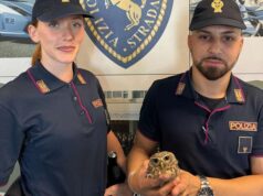 La Polizia di Stato di Modena salva una civetta e denuncia un automobilista ebbro