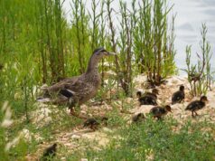 AQP restituisce acqua in natura contribuendo a conservare biodiversità