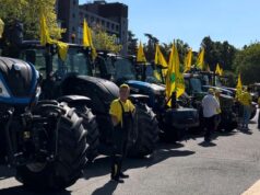 Cinghiali, Coldiretti ER: flagello per campagne e città