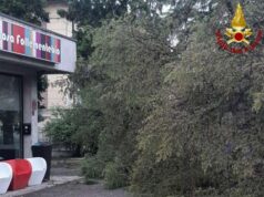 Albero cade nel cortile della scuola di Rivalta
