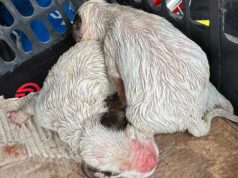 Cuccioli di cane gettati nel cassonetto del vetro a Ozzano dell’Emilia