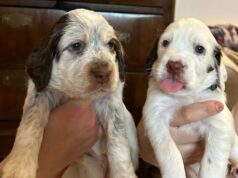 Bologna, stanno bene i cuccioli gettati nel vetro