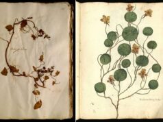 Il caso del nasturzio nano in Italia, risolto grazie all’erbario di Ulisse Aldrovandi