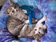 Canile e gattile Punto & Virgola: 120 mici in cerca di casa