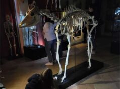 Ritorna “La Buonanotte al Museo” a Palazzo dei Musei a Reggio Emilia