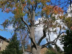 Domenica a Marola lezione di paesaggezza sotto un pero monumentale