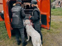 Sequestrata dall’Oipa nel modenese una dolcissima maremmana. Il proprietario denunciato per maltrattamento
