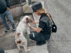 Modena, sequestrato un setter abbandonato a se stesso. Denunciato il detentore