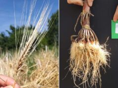 Per un’agricoltura resistente al cambiamento climatico, si parte dalle radici