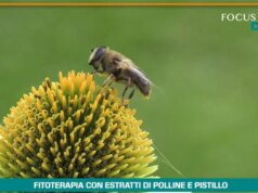 Fitoterapia con polline e pistillo,20 anni di studi dimostrano efficacia
