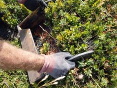 Martedì 30 luglio apre la raccolta dei mirtilli spontanei nel parco del Frignano