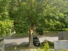 Un acero a rischio schianto verrà rimosso in via Cerretti a Modena