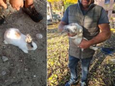 Un progetto per trasferire i conigli dalle aree verdi di Modena