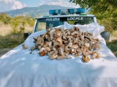 Raccolta funghi, controlli della Polizia provinciale