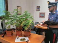 Casalfiumanese: 75enne italiano arrestato per coltivazione e produzione di stupefacenti