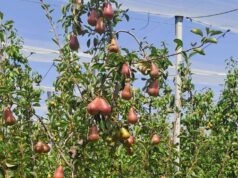 Alla scoperta delle pere nate dalla ricerca dell’Alma Mater