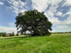 San Lazzaro di Savena: interventi di controllo e manutenzione sugli alberi monumentali