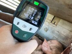 Trasporti di animali, le crudeltà non si fermano: bestie forzate a viaggi con oltre 45°