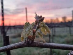 Gelate tardive del 2023 in Emilia-Romagna, la Regione chiede al Governo chiarimenti per i ritardi e i dinieghi alle imprese alle richieste di indennizzo tramite AgriCat