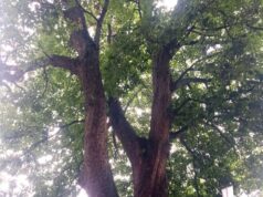 A Castelnovo e Rondinara appuntamento con “Alberi in Cammino”