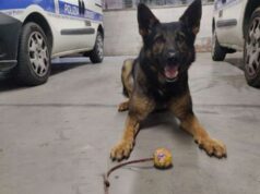 Bologna: sorpreso alla guida con il cellulare, nascondeva 43 grammi di marijuana in auto