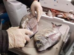 Reggio Emilia, controlli nel settore ittico: sequestrati oltre 700 kg di pesce