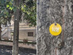 Si completa a Modena il censimento degli alberi pubblici