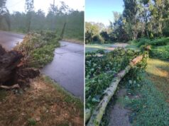 I danni da maltempo a Guastalla: 15 alberi divelti dal vento e black out per qualche ora a lido Po