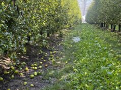 Maltempo, Coldiretti: danni a pere e a impianti