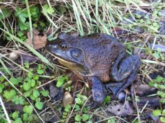 Correggio: 40mila euro dalla Regione per ridurre la presenza di tartaruga palustre e rana toro