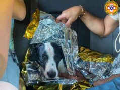 Succiso, a passeggio con le amiche cane precipita per un centinaio di metri: attivato il Soccorso Alpino