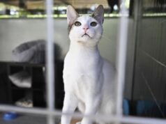 Cresce il numero di gatti abbandonati, cruciali le adozioni consapevoli