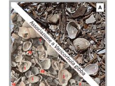 L’antagonismo interspecie in Adriatico si sta modificando, e non è una buona notizia