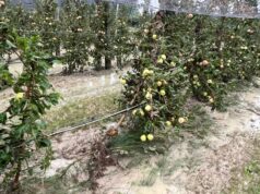 Torna l’allarme tra gli agricoltori per i danni a campi e colture, convocata per la settimana prossima la Consulta agricola regionale