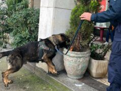 Controlli a Castelnovo durante la fiera di S. Michele: due giovani trovati in possesso di hashish segnalati alla Prefettura