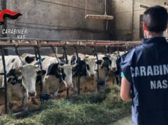 Controlli dei Nas presso un allevamento di bovini dell’Appennino parmense