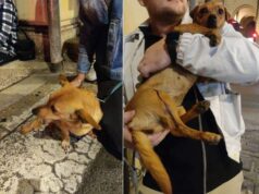 Maltratta due cani in strada, denunciato a Bologna dalla Polizia Locale