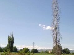 Nei pressi del parco Ducale di Sassuolo si rimuovono alcuni alberi ammalorati